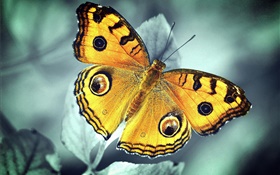 Orange butterfly HD wallpaper