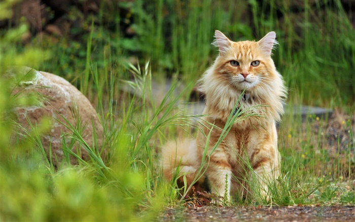 Orange cat in grass Wallpapers Pictures Photos Images