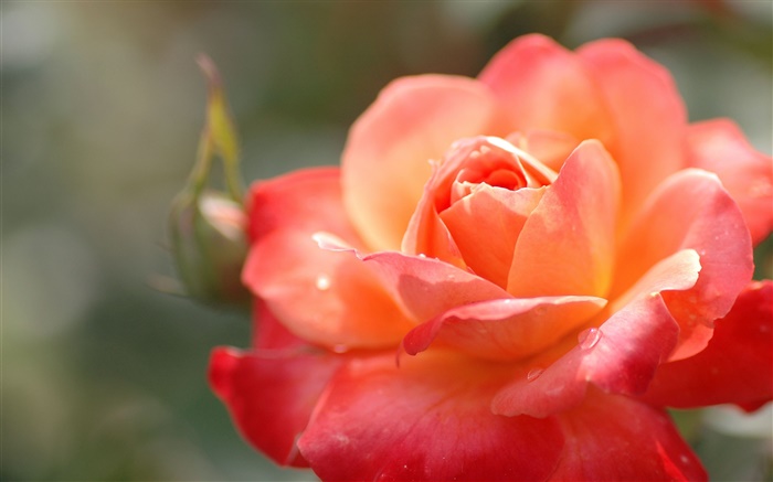 Orange rose flower, petals, water drop, macro Wallpapers Pictures Photos Images