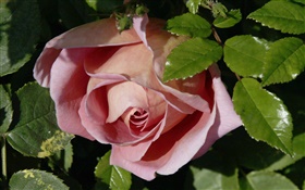Pink rose, buds, leaves HD wallpaper