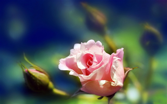 Pink rose flower close-up, buds, blur Wallpapers Pictures Photos Images
