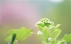 Plants close-up, green flowers HD wallpaper
