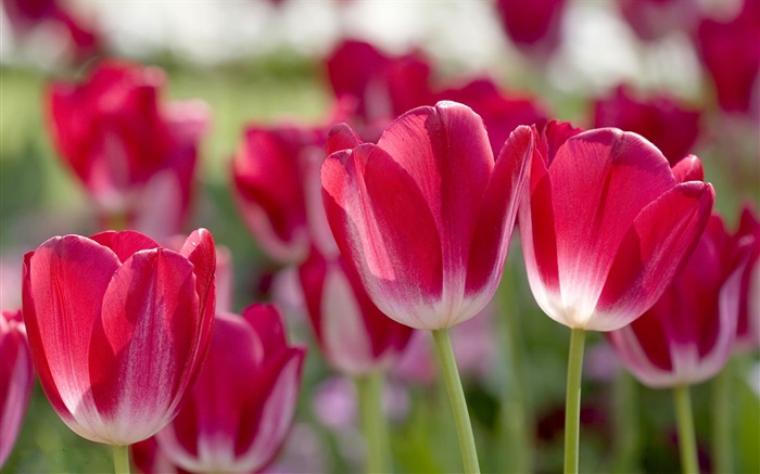 Red tulips, petals, blur Wallpapers Pictures Photos Images