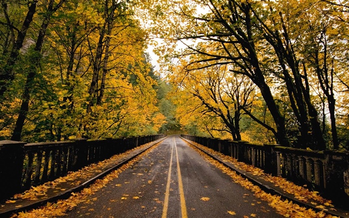 Road, trees, yellow leaves, autumn Wallpapers Pictures Photos Images