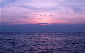 Sea, sunset, sky, clouds, birds