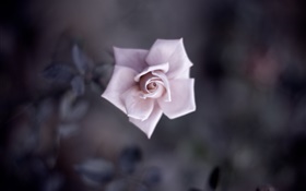 Single pink rose, petals, bud, macro photography