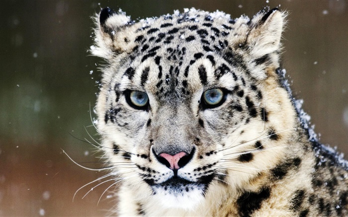 Snow leopard, face, blue eyes Wallpapers Pictures Photos Images
