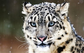 Snow leopard, face, blue eyes HD wallpaper