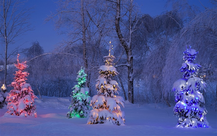 Snowy, lit trees, winter, Canada Wallpapers Pictures Photos Images
