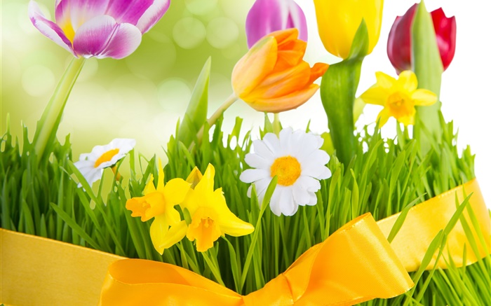 Spring, colorful flowers, tulips Wallpapers Pictures Photos Images