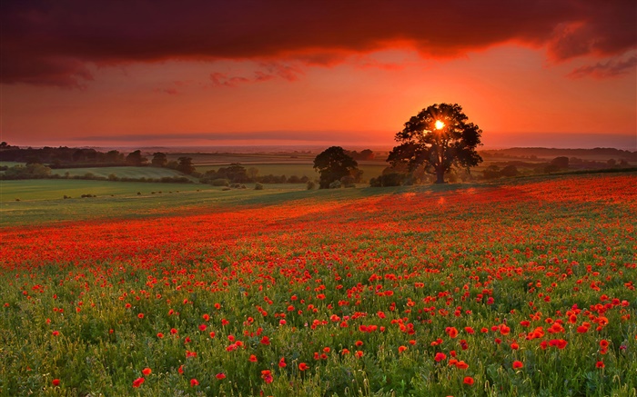 Sunset, hills, tree, meadow, grass, poppies flowers Wallpapers Pictures Photos Images