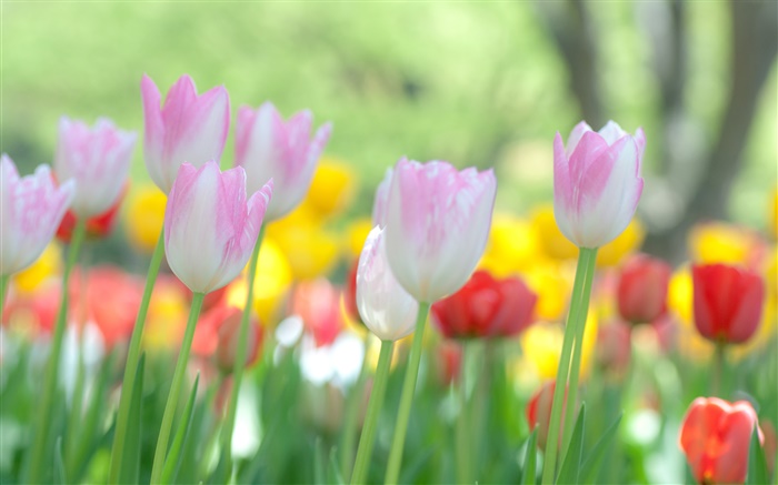 Tulips flowers blooming Wallpapers Pictures Photos Images