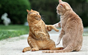 Two cats, face to face HD wallpaper