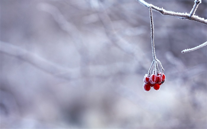 Winter, frost, twigs, red berries, bokeh Wallpapers Pictures Photos Images