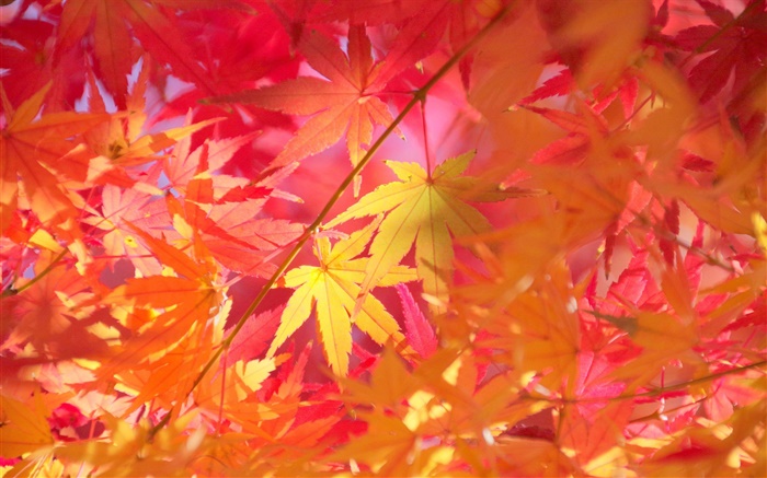 Autumn, branches, red leaves, maple Wallpapers Pictures Photos Images
