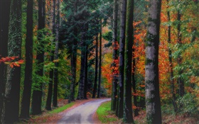 Autumn, forest, trees, leaves, road