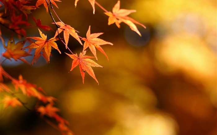 Autumn, yellow leaves, maple, focus, bokeh Wallpapers Pictures Photos Images