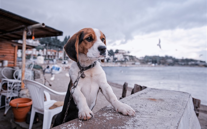 Beagle, dog, promenade, beach Wallpapers Pictures Photos Images