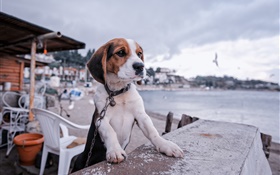 Beagle, dog, promenade, beach HD wallpaper