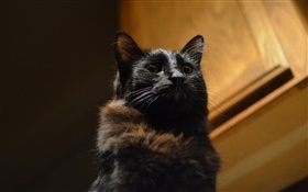 Black cat, eyes, bokeh HD wallpaper