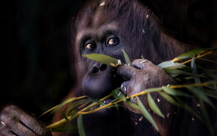 Black orangutan, monkey Wallpapers Pictures Photos Images