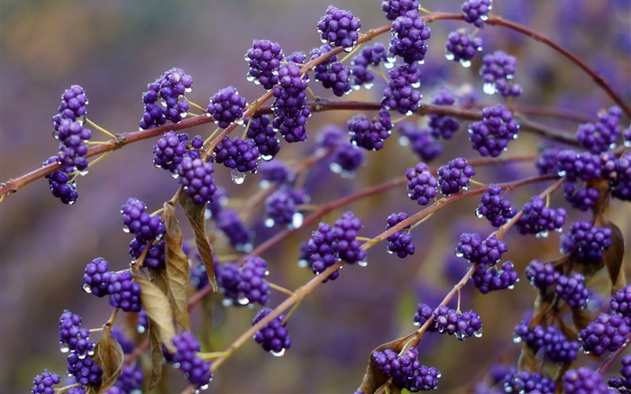 Blue colored berries, twigs, dew Wallpapers Pictures Photos Images