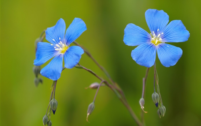 Blue geraniums flowers, bokeh Wallpapers Pictures Photos Images