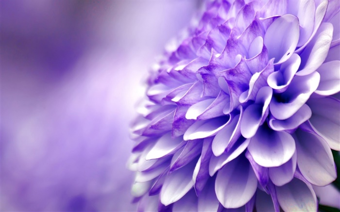 Blue purple flower, chrysanthemum, macro photography Wallpapers Pictures Photos Images