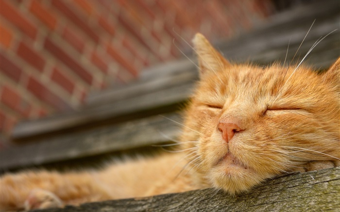 Cat sleep, face Wallpapers Pictures Photos Images