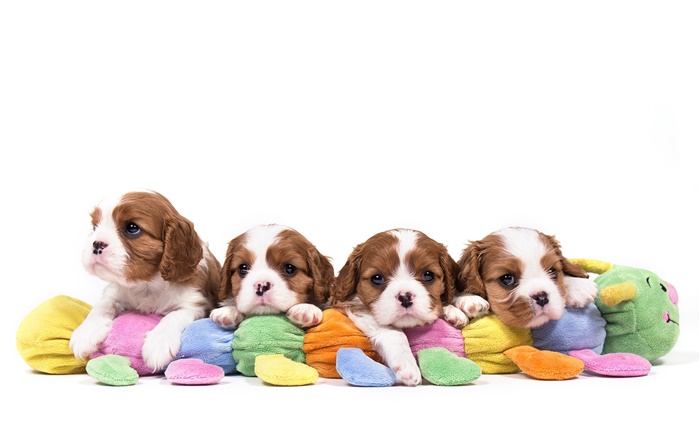 Cavalier King Charles Spaniel, four dogs, puppies Wallpapers Pictures Photos Images