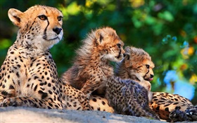Cheetahs family, big cats HD wallpaper