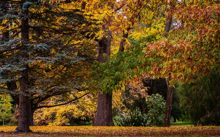 Christchurch, New Zealand, park, trees, leaves, autumn Wallpapers Pictures Photos Images