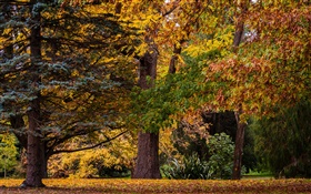 Christchurch, New Zealand, park, trees, leaves, autumn HD wallpaper