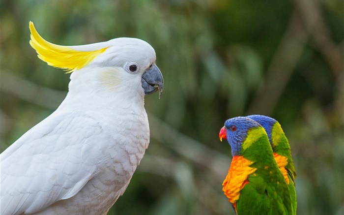 Cockatoos, multicolor lorikeet, parrots Wallpapers Pictures Photos Images