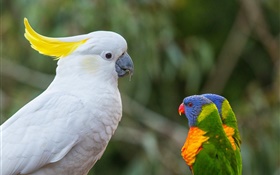Cockatoos, multicolor lorikeet, parrots