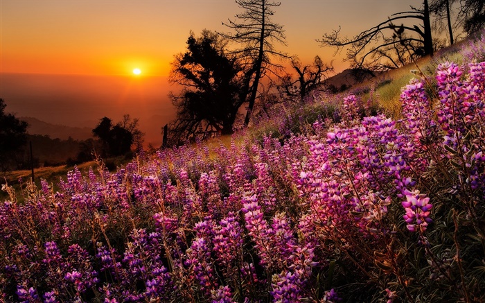 Colorful flowers, nature scenery, sunset, trees Wallpapers Pictures Photos Images