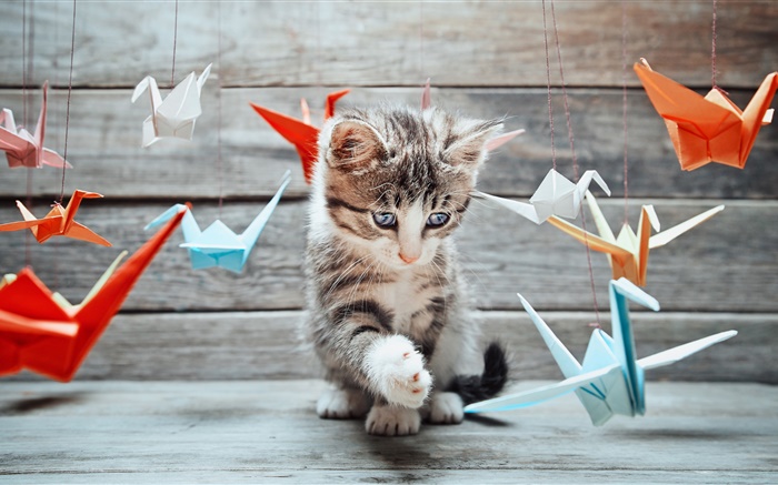 Cute kitten, colorful paper birds Wallpapers Pictures Photos Images