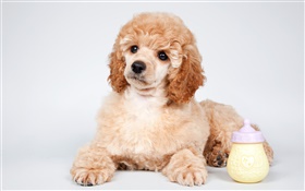 Cute poodle, puppy HD wallpaper