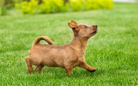Cute puppy, terrier, lawn, grass HD wallpaper