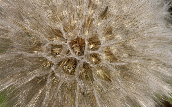 Dandelion flowers, macro close-up Wallpapers Pictures Photos Images