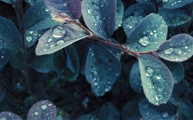 Dew, leaves HD wallpaper