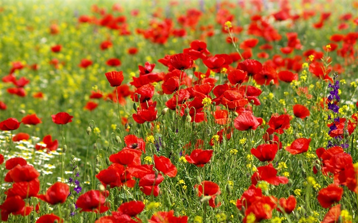 Flowers field, red poppies, daisies Wallpapers Pictures Photos Images
