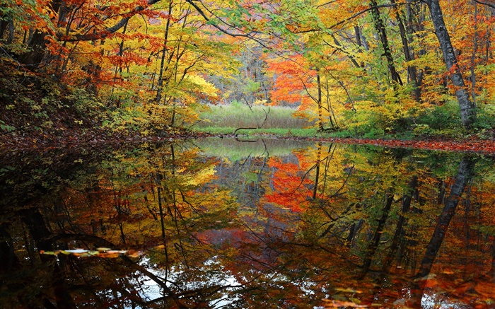 Forest, lake, trees, autumn Wallpapers Pictures Photos Images