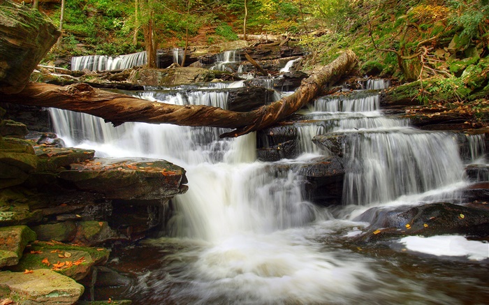 Forest, stones, river, stream, waterfall Wallpapers Pictures Photos Images