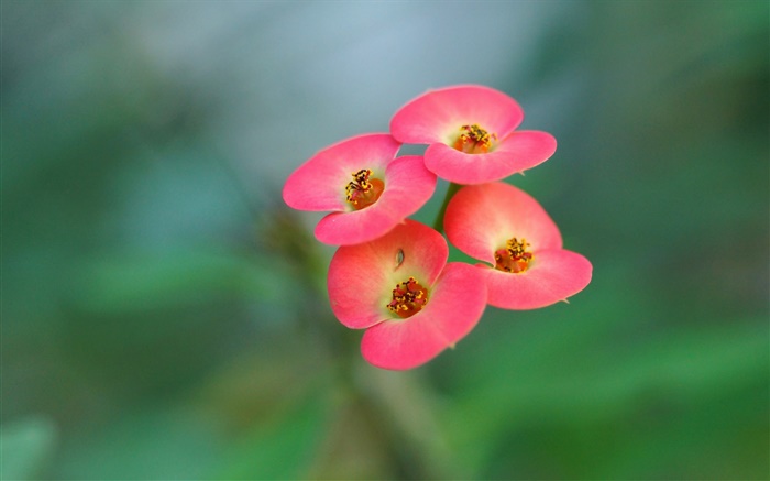 Four pink flowers, blur background Wallpapers Pictures Photos Images