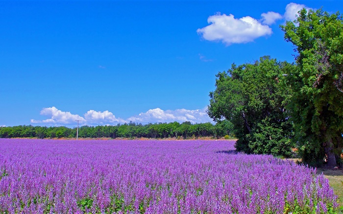 France, lavender flowers, field, trees, blue sky Wallpapers Pictures Photos Images