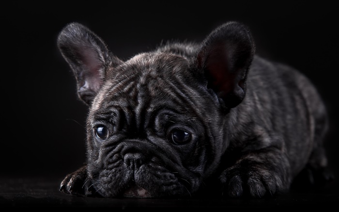French bulldog, black puppy Wallpapers Pictures Photos Images