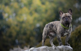 French bulldog, dog, stone HD wallpaper