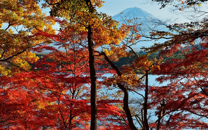 Japan nature scenery, autumn, trees, red leaves, mount Fuji Wallpapers Pictures Photos Images