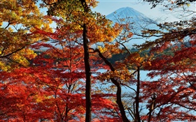 Japan nature scenery, autumn, trees, red leaves, mount Fuji HD wallpaper